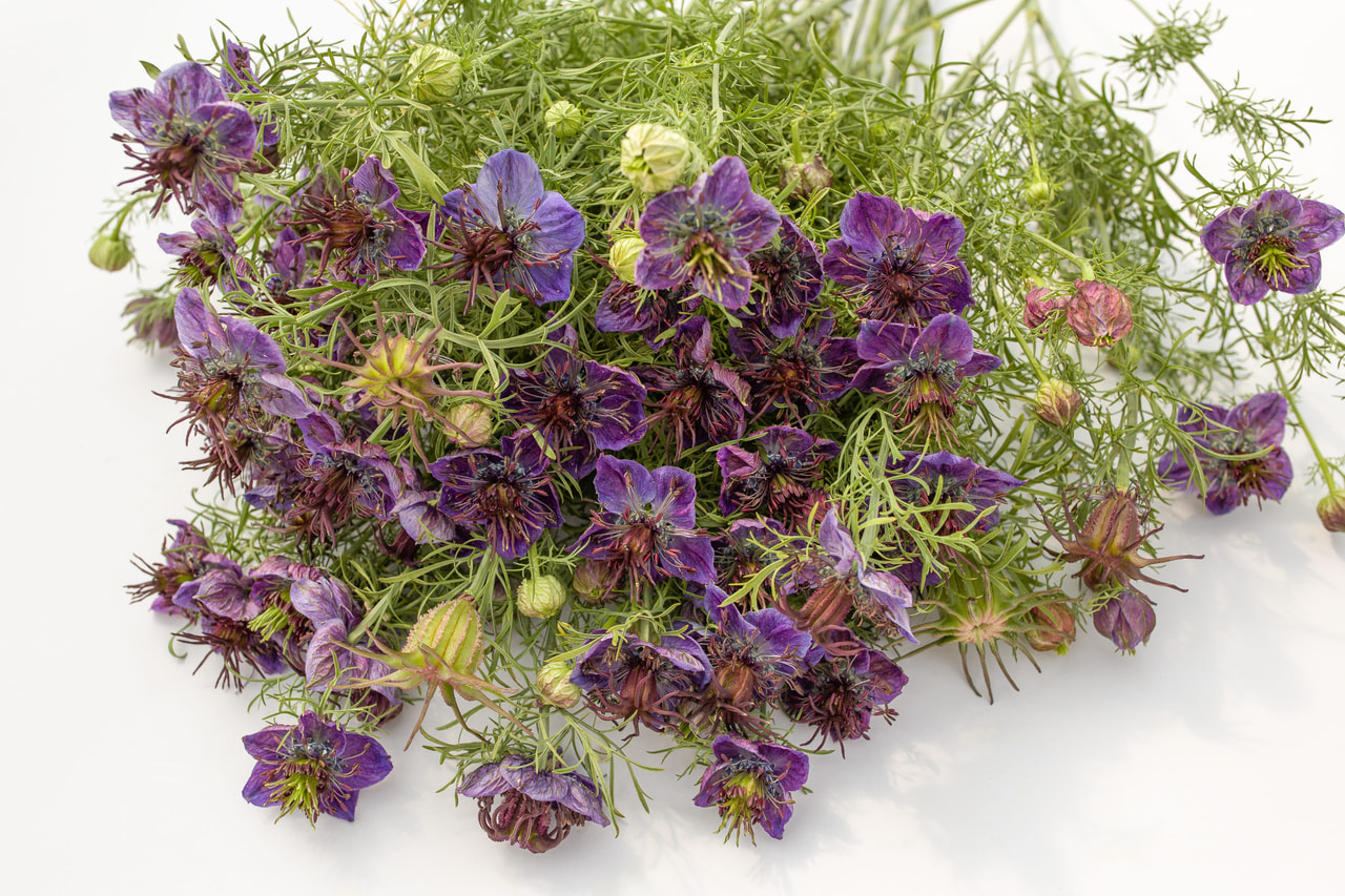 Espanjanneito Midnight, Loukykvět