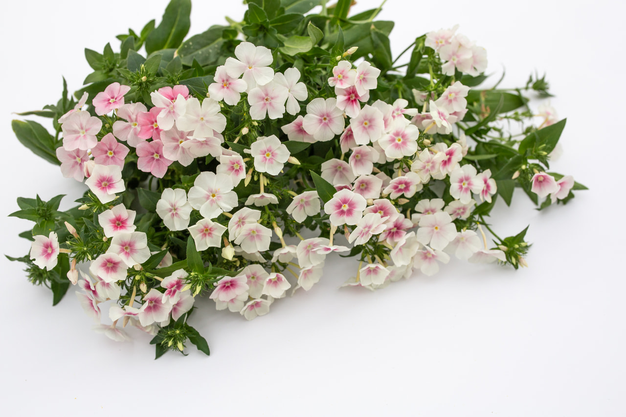 Floks Blushing Bride, Loukykvět