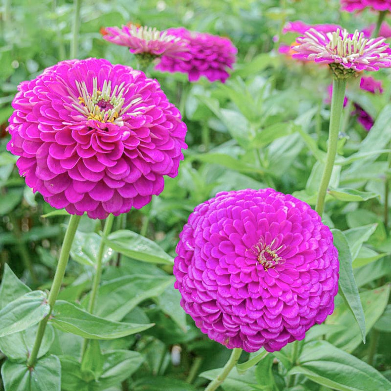 Zinnie Benary’s Giant Purple, Loukykvět