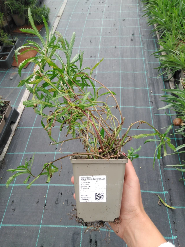 Siankärsämö Love Parade - 11. 9. 2025