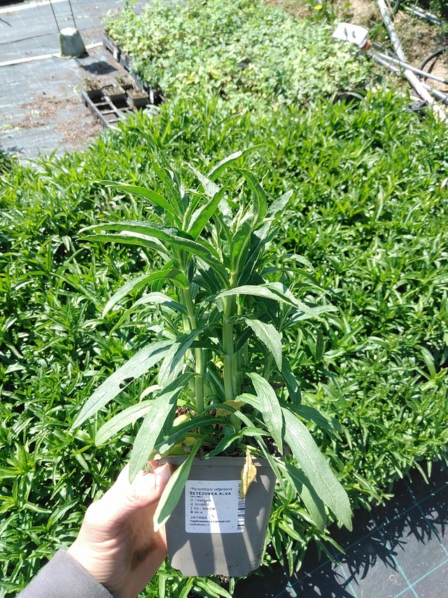 Kellopeippi Alba - 13. 5. 2025