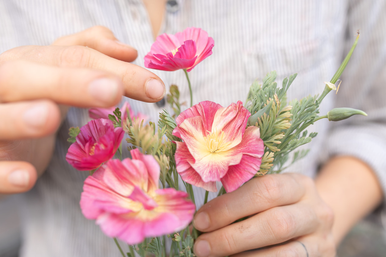 California Poppy Rose Chiffon, Loukykvět