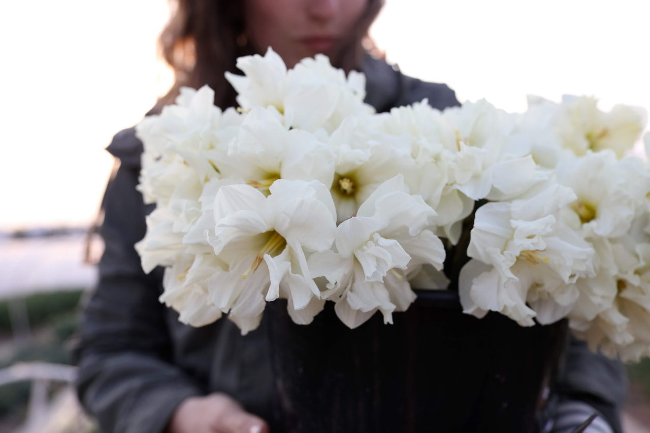 Narsissi Colblanc, Loukykvět