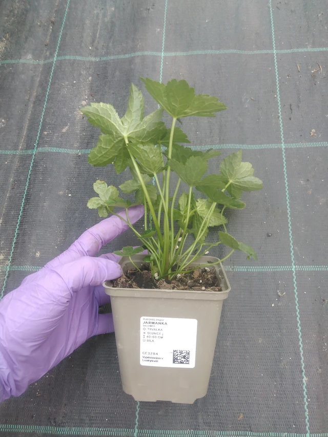 Tähtiputki - 10. 7. 2025