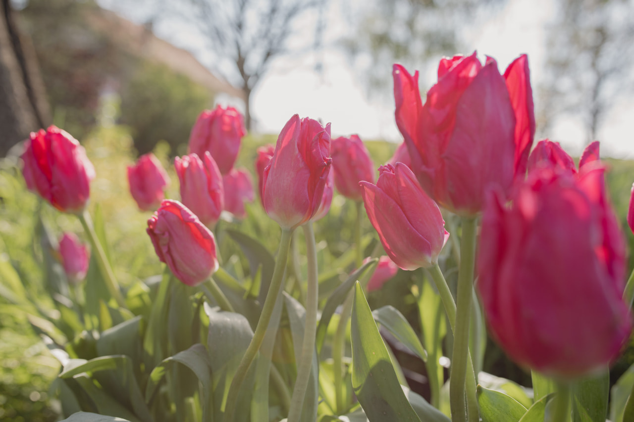 Tulppaani Marvel Parrot, Loukykvět