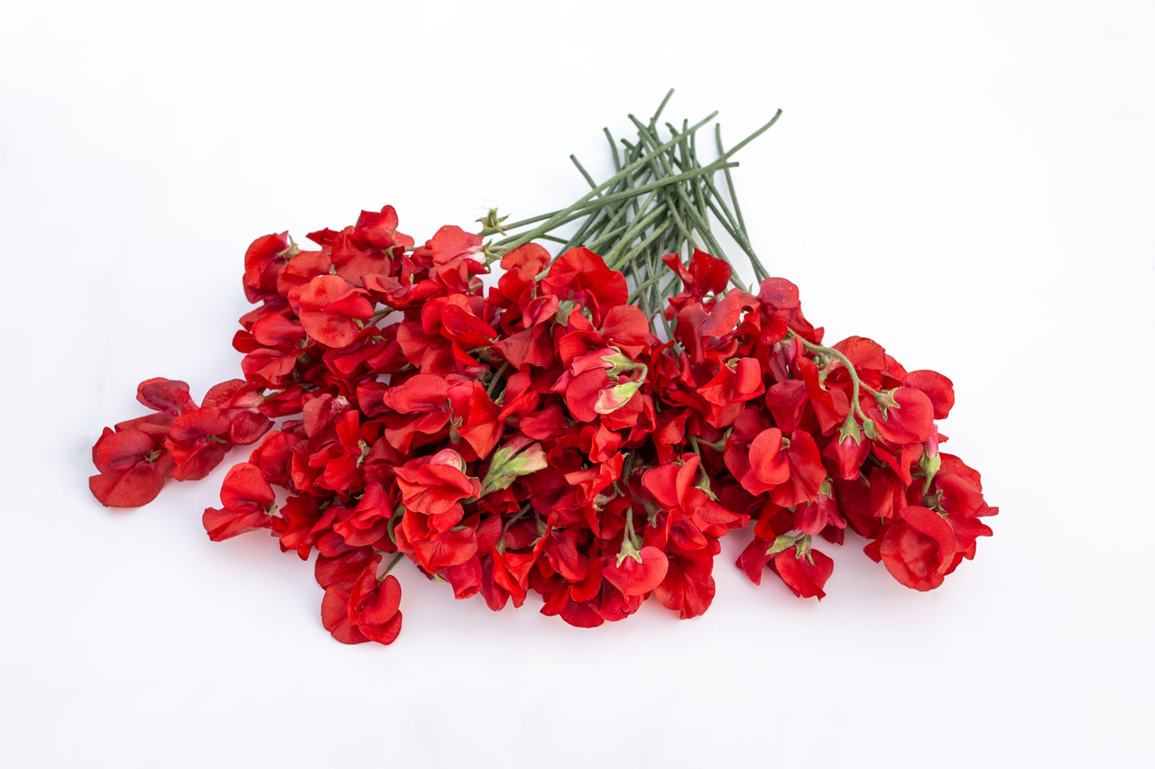 Lathyrus Winter Sunshine Scarlet, Loukykvět