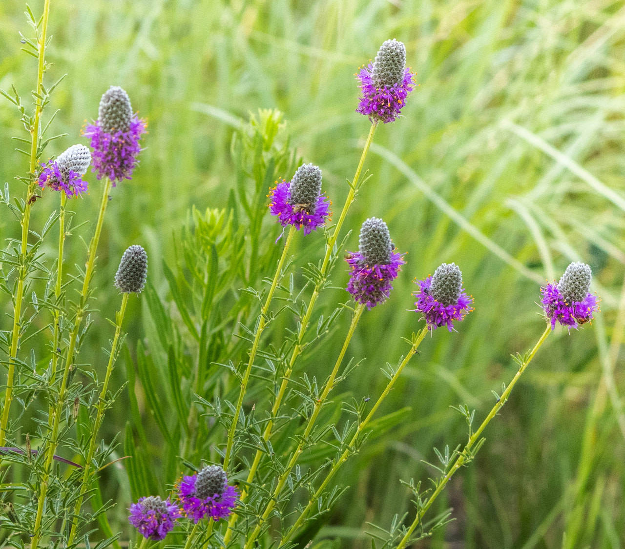 Dalea purpureum, Loukykvět