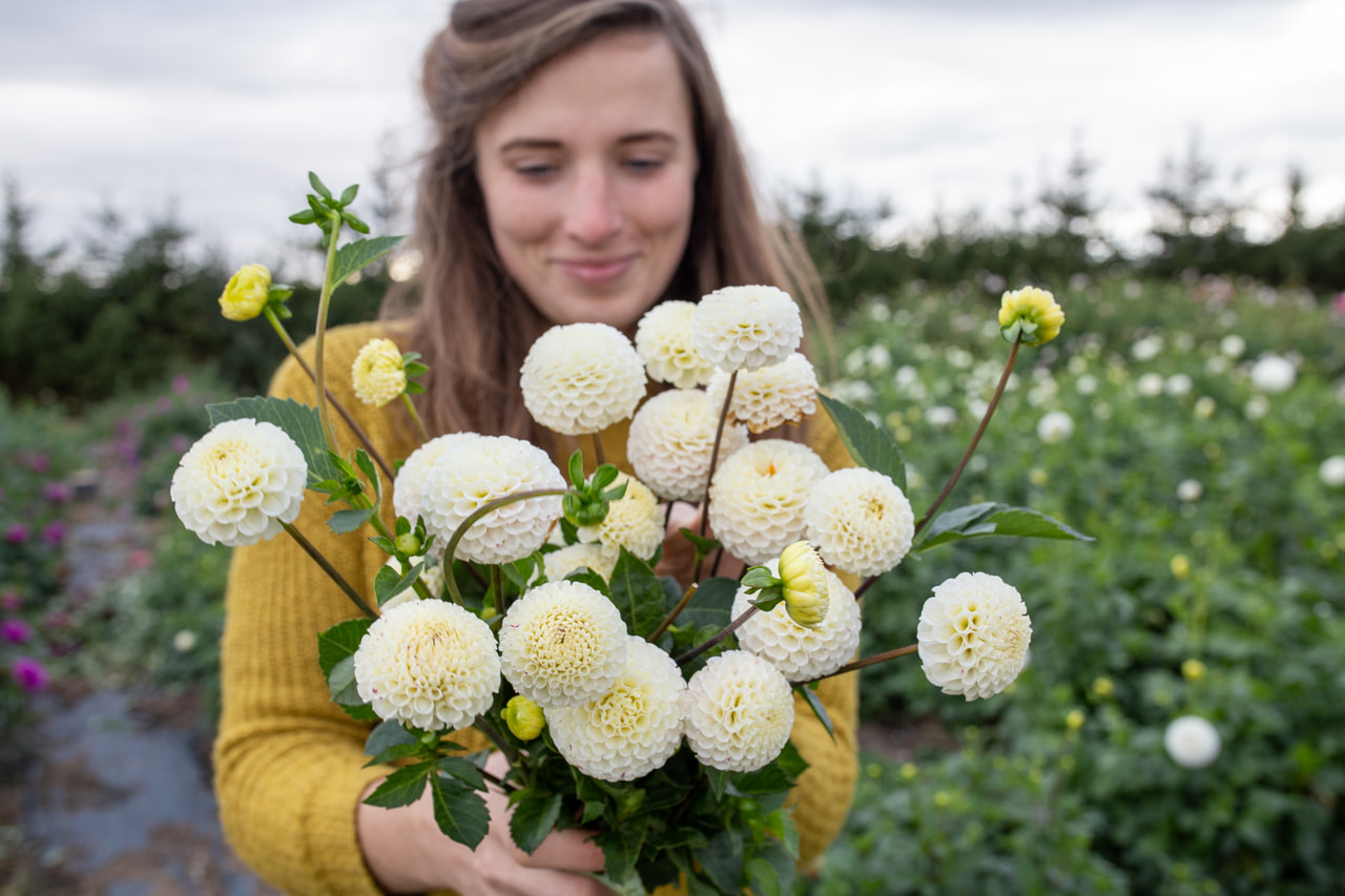 Daalia Small World, Loukykvět