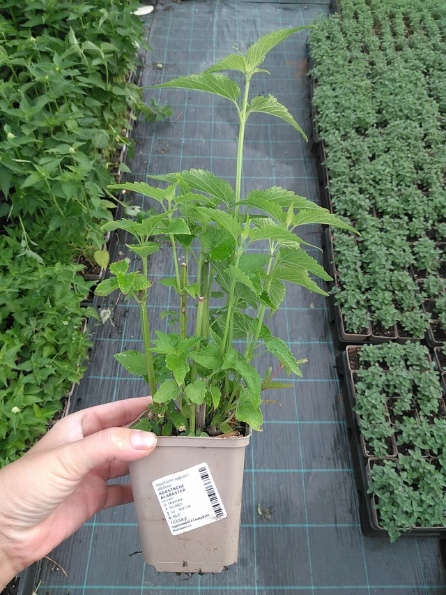 Iiso Alabaster - 11. 7. 2025