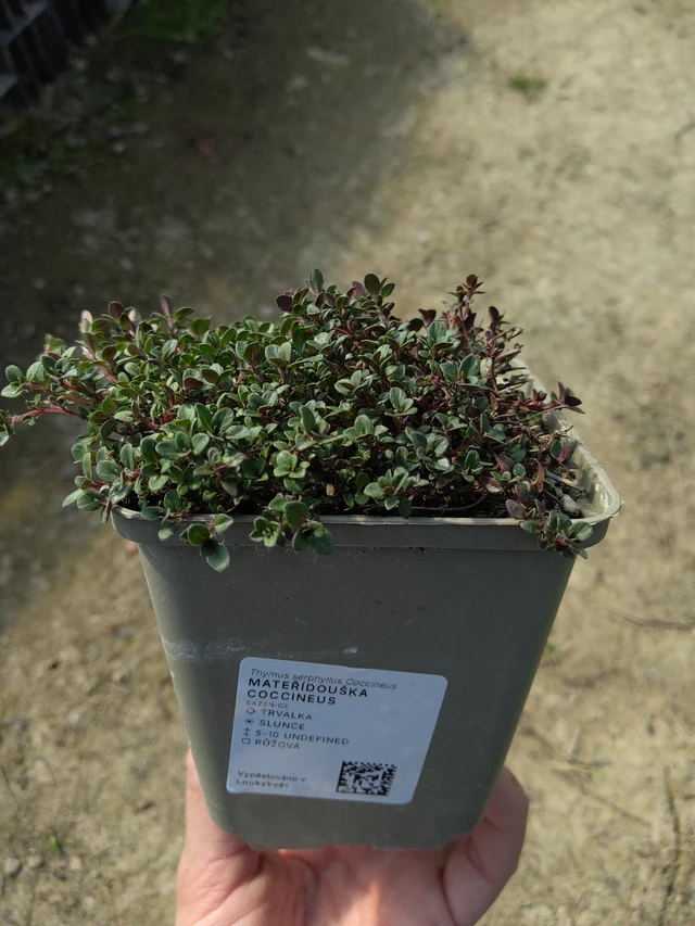 Mateřídouška Coccineus - 27. 3. 2026