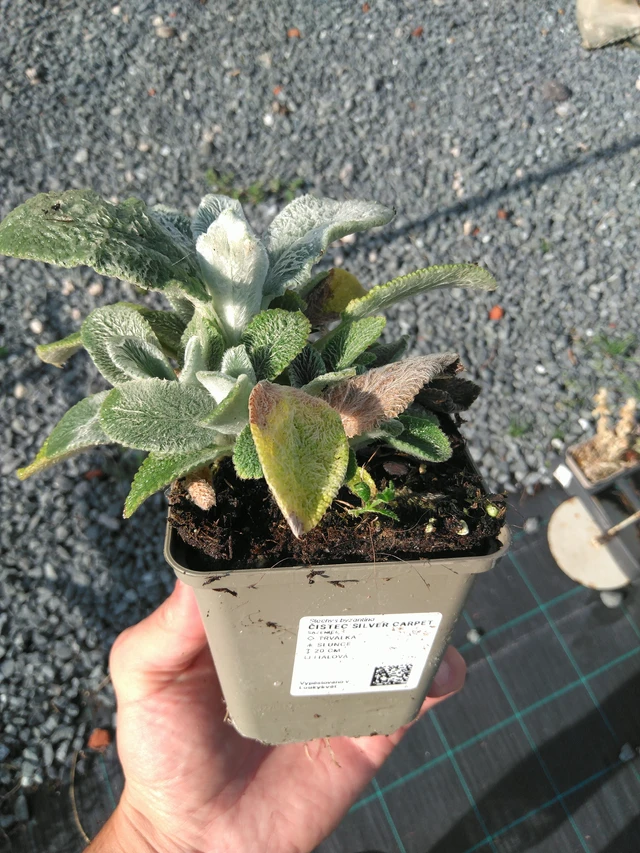 Nukkapähkämö Silver Carpet - 14. 7. 2025