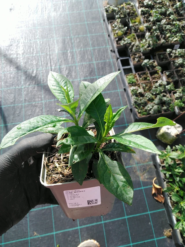 Leimu Waupee - 31. 10. 2025