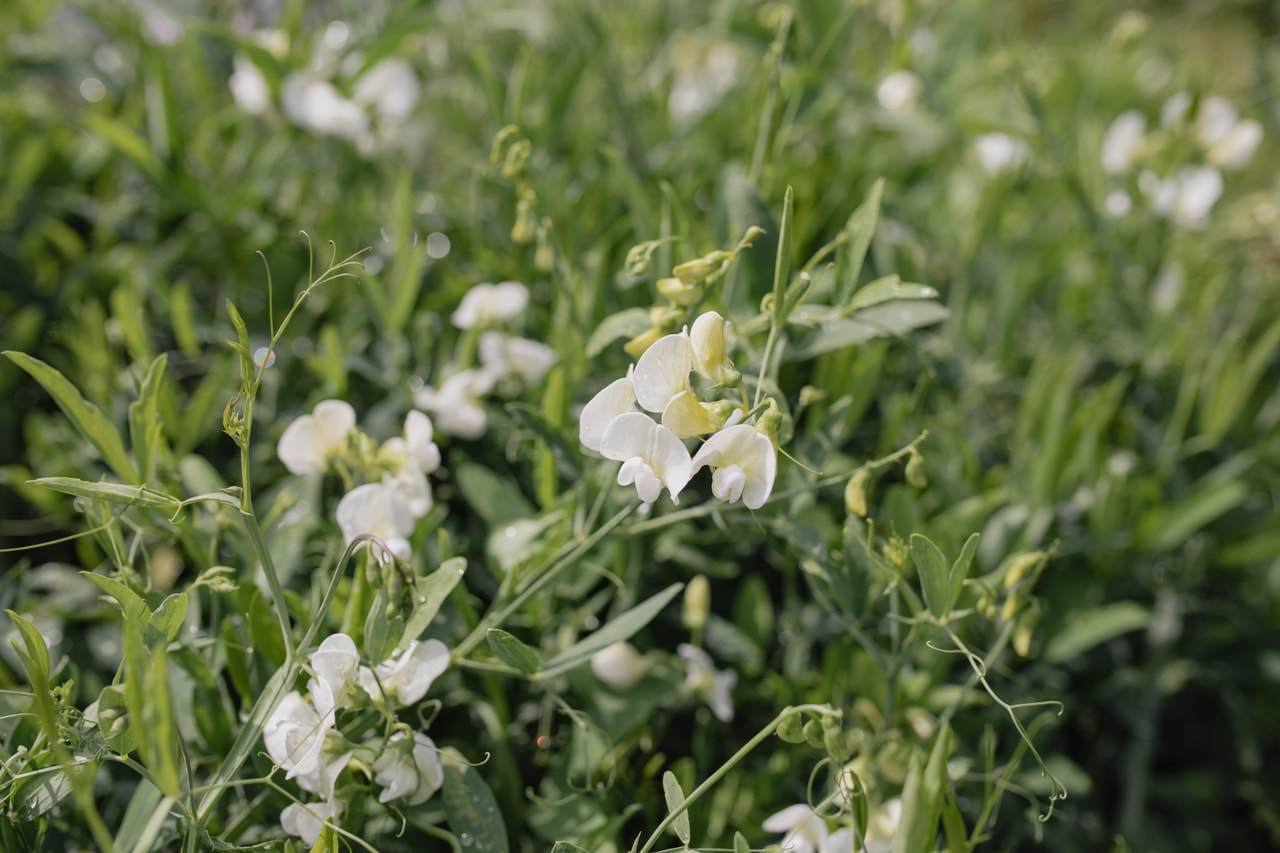 Tuoksuherne White Pearl, Loukykvět