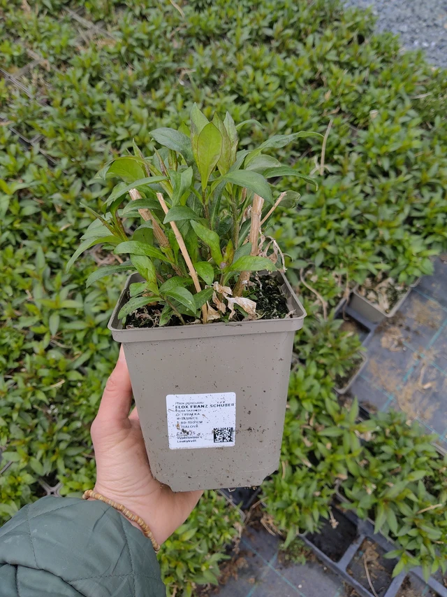 Leimu Franz Schubert - 21. 4. 2026