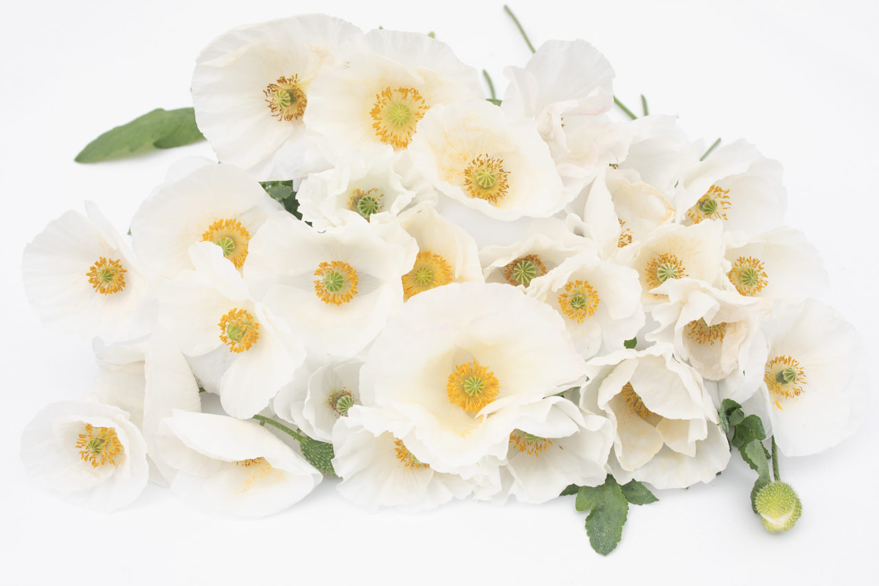 Kornvalmue Bridal Silk, Loukykvět