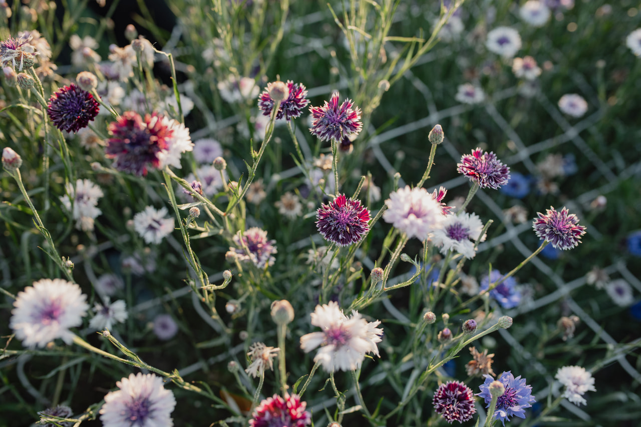 Aciano Classic Magic, Loukykvět