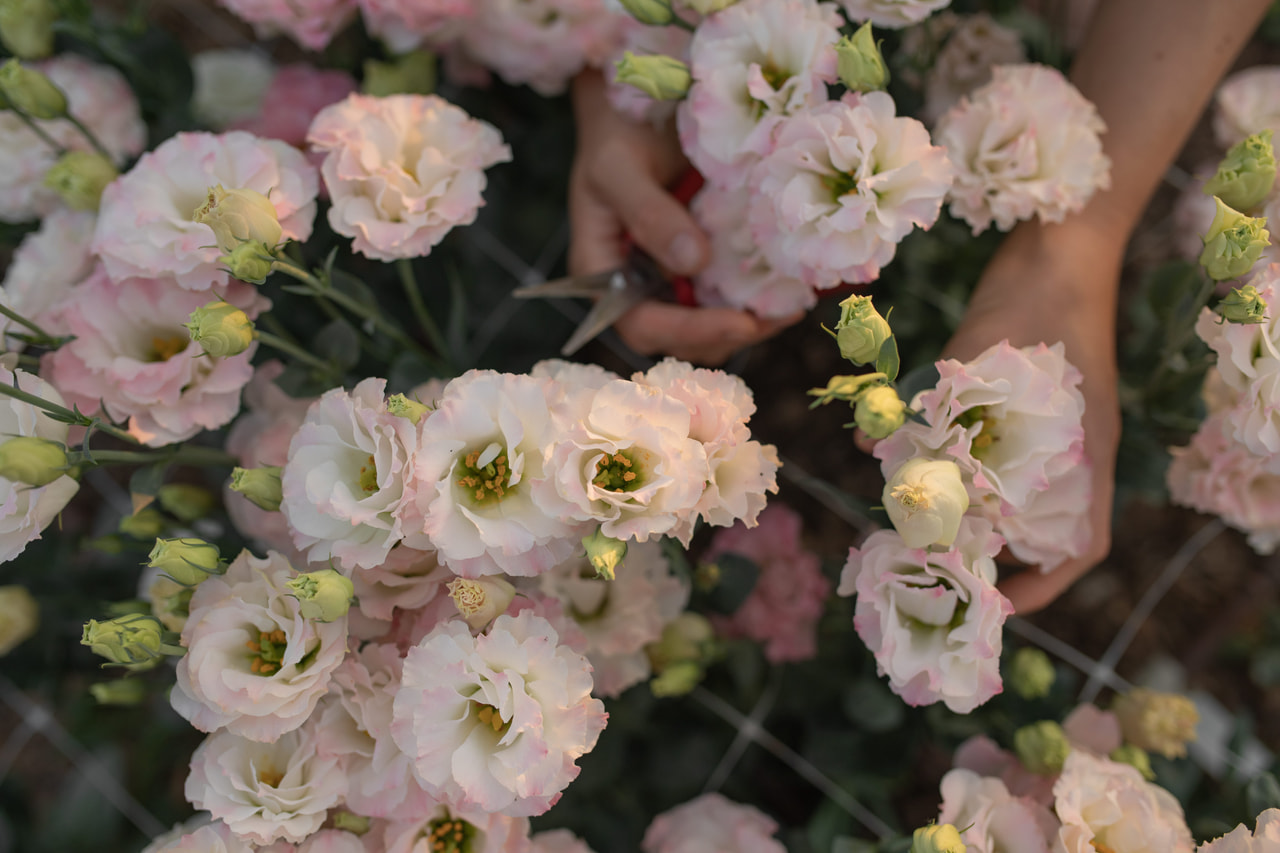 Lisianthus Arena 3 Pink Flash, Loukykvět