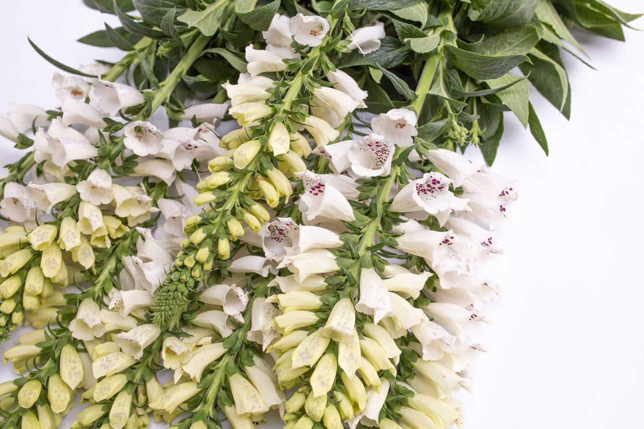 Sormustinkukka Dalmatian White, Loukykvět