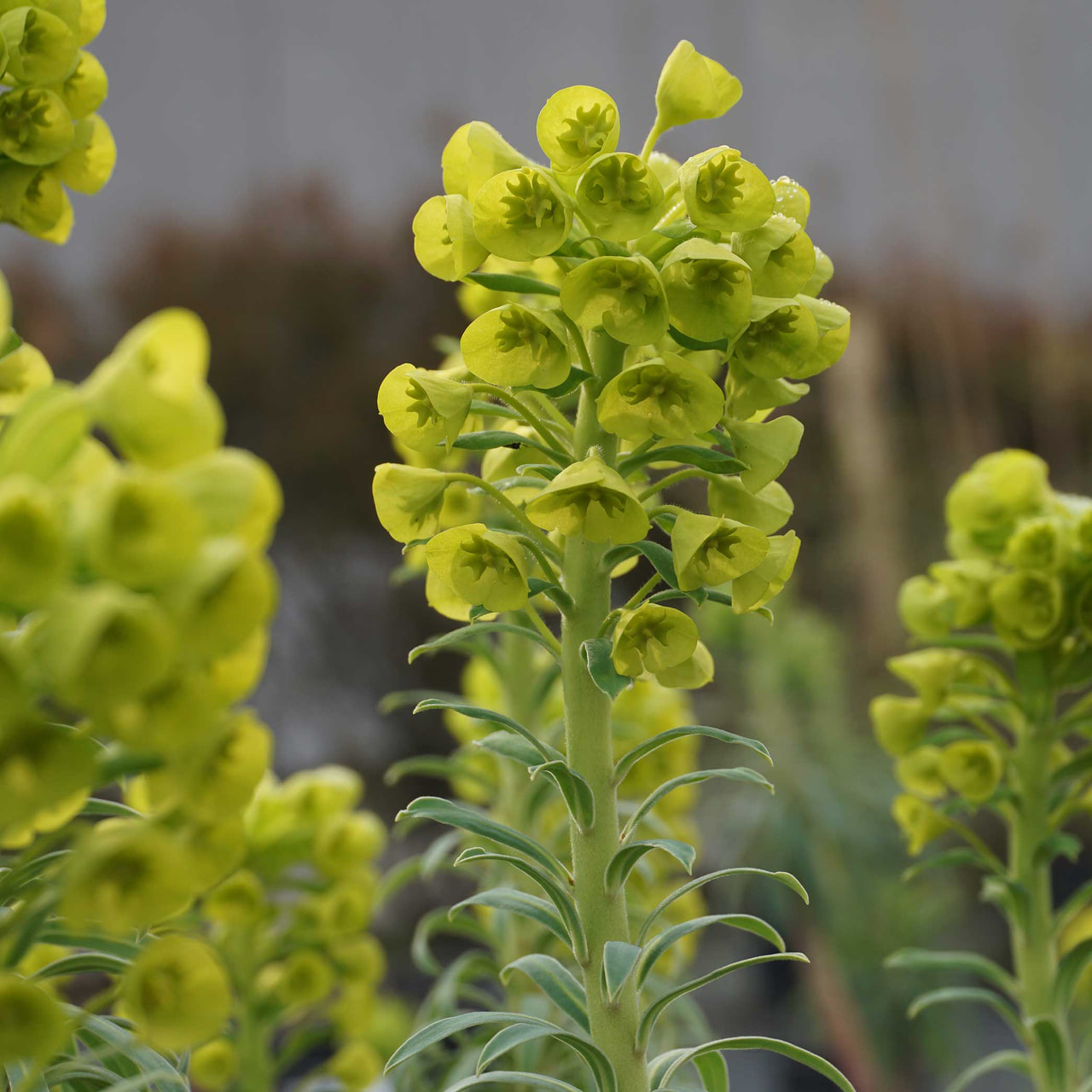 Euphorbia Wulfenii, Loukykvět