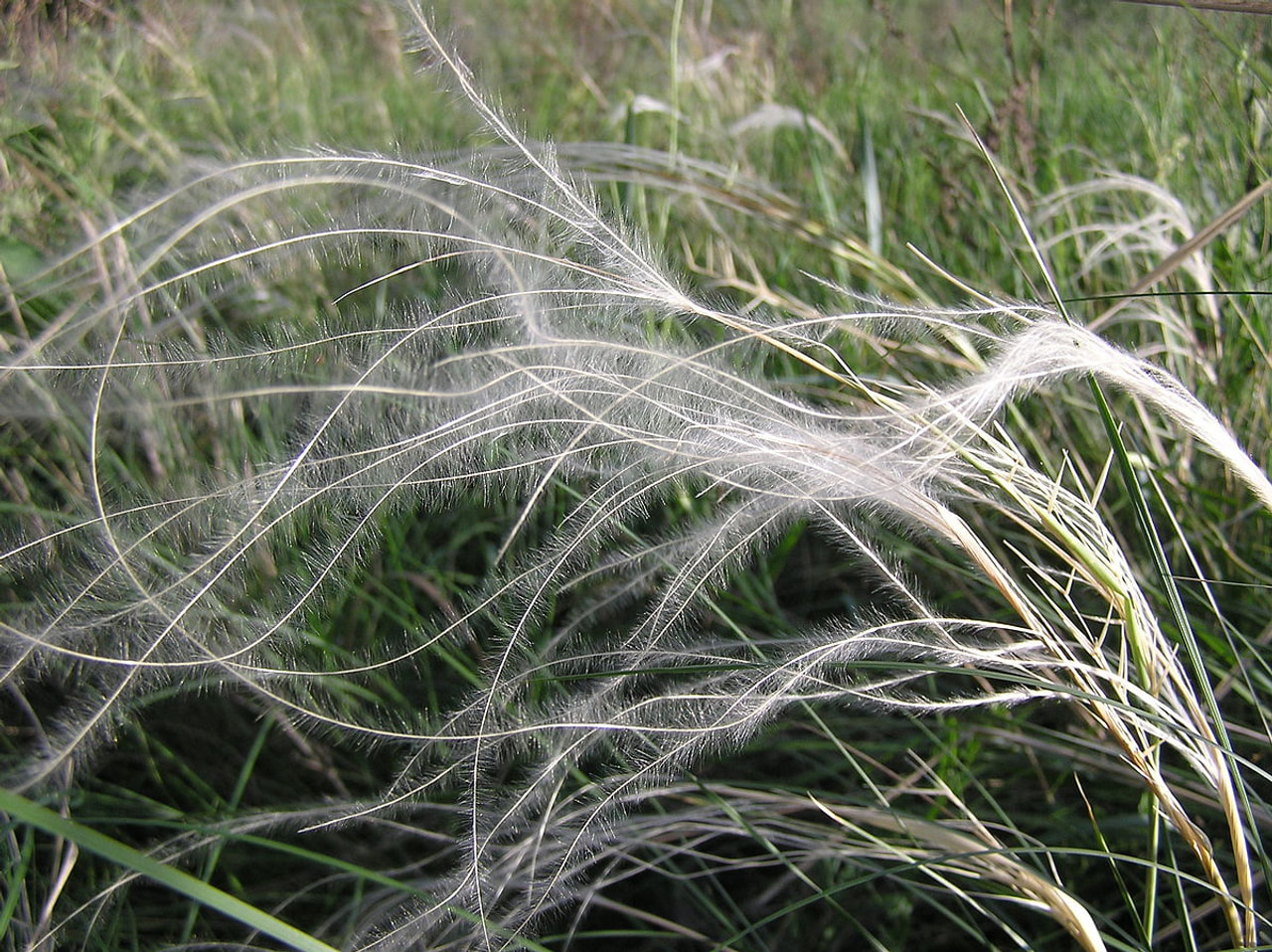 Stipa pennata, Loukykvět