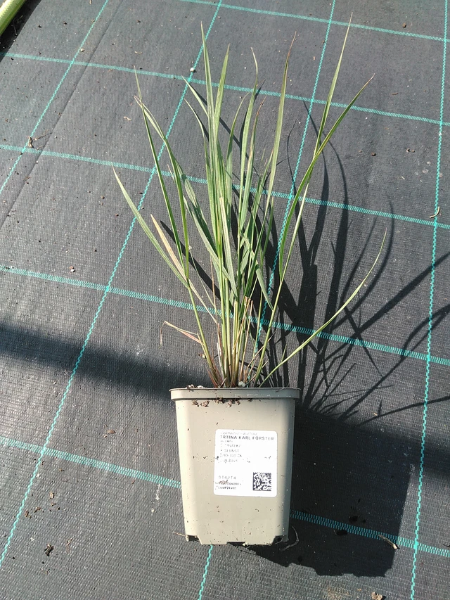 Calamagrostis Karl Förster - 16. 7. 2026