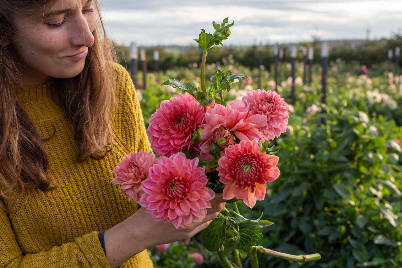 Daalia Askwith Minnie, Loukykvět
