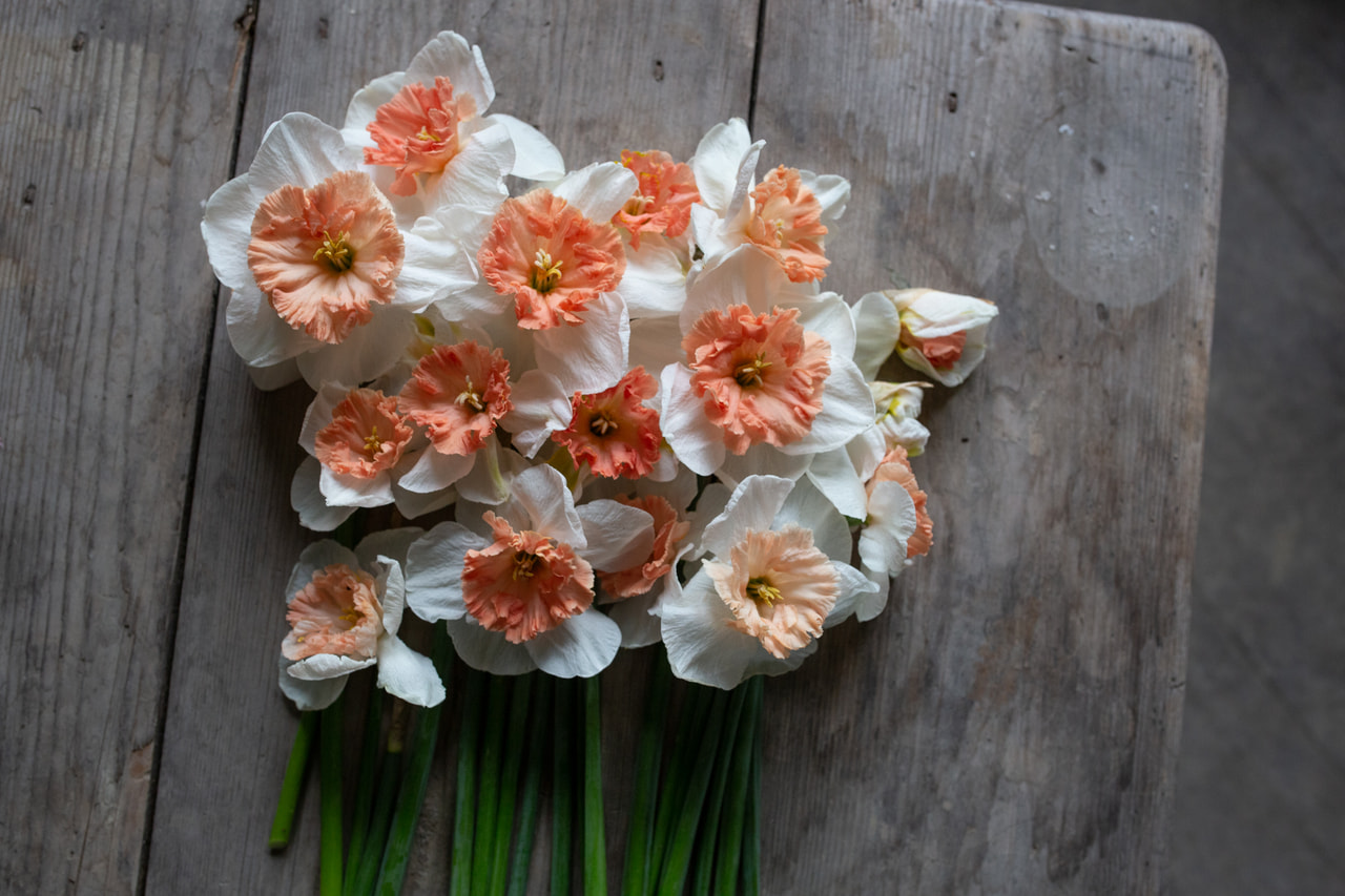 Narsissi Precocious, Loukykvět