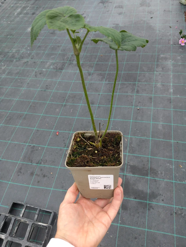 Syysvuokko Whirlwind - 10. 9. 2025