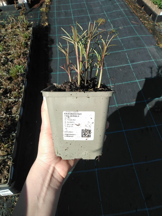 Tall Coreopsis - 7. 4. 2026