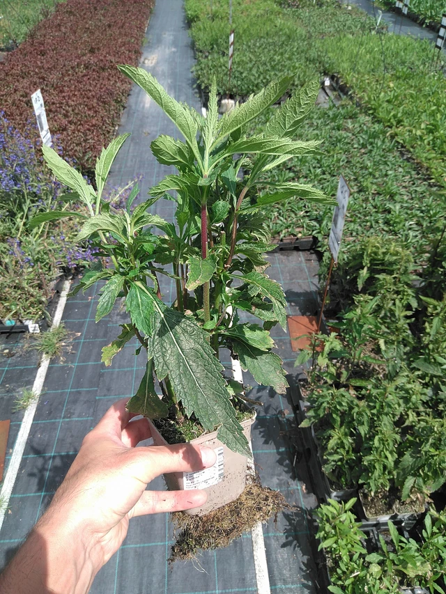 Verbena Pink Spires - 24. 6. 2025