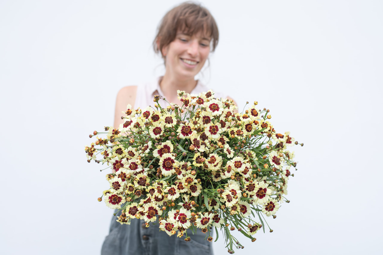 Coreopsis Corusco Cream Red, Loukykvět