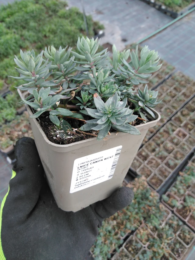 Purppurakannusruoho Canon Went - 8. 4. 2025