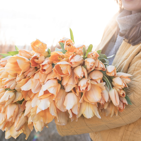Tulipán Apricot Beauty, Loukykvět