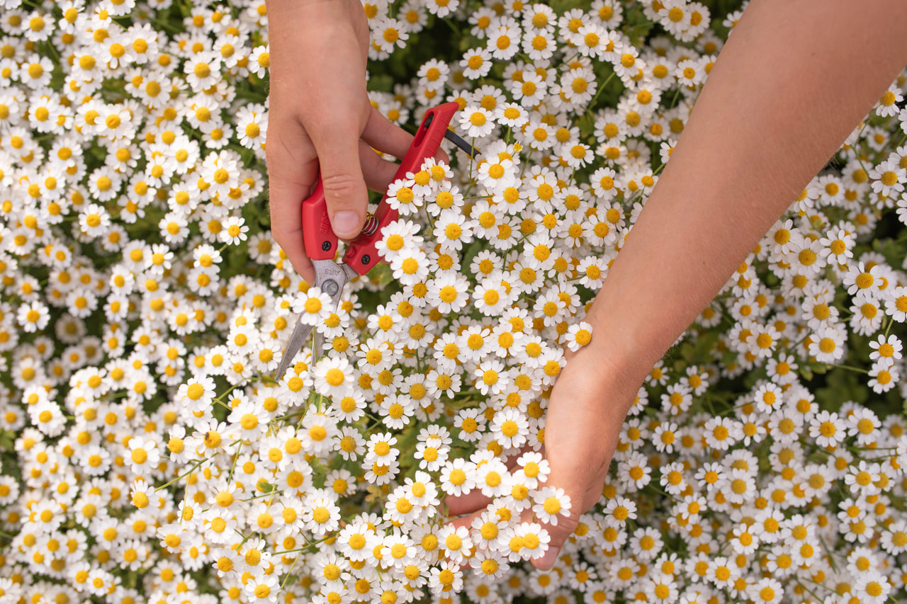 Matricaria Cameron, Loukykvět