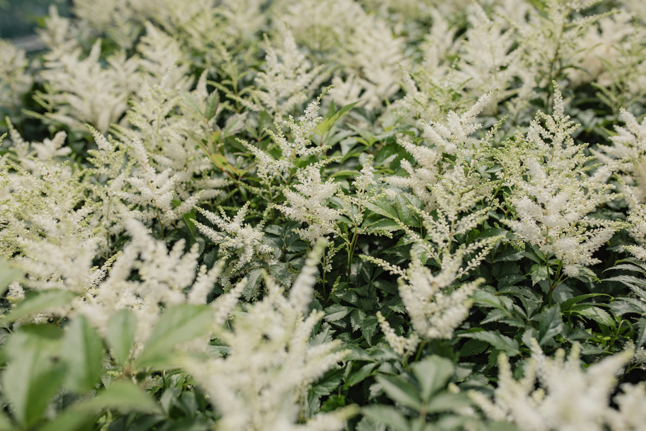 Jaloangervo Washington, Loukykvět