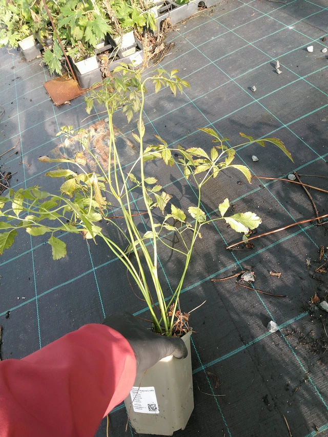 Jaloangervo Peaches and Cream - 31. 10. 2025