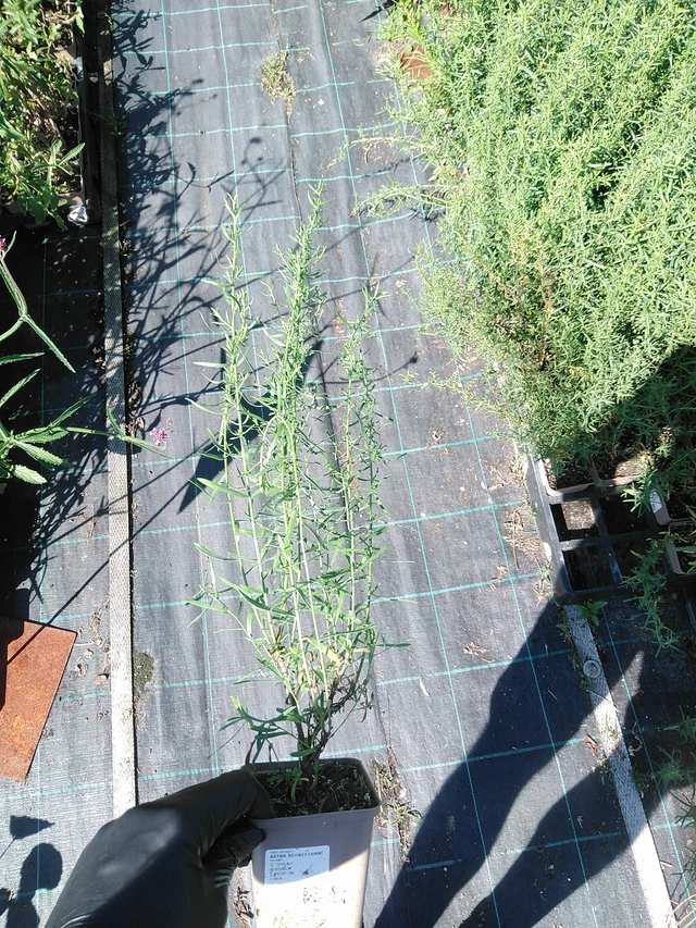 Asteri Schneetanne - 19. 8. 2025