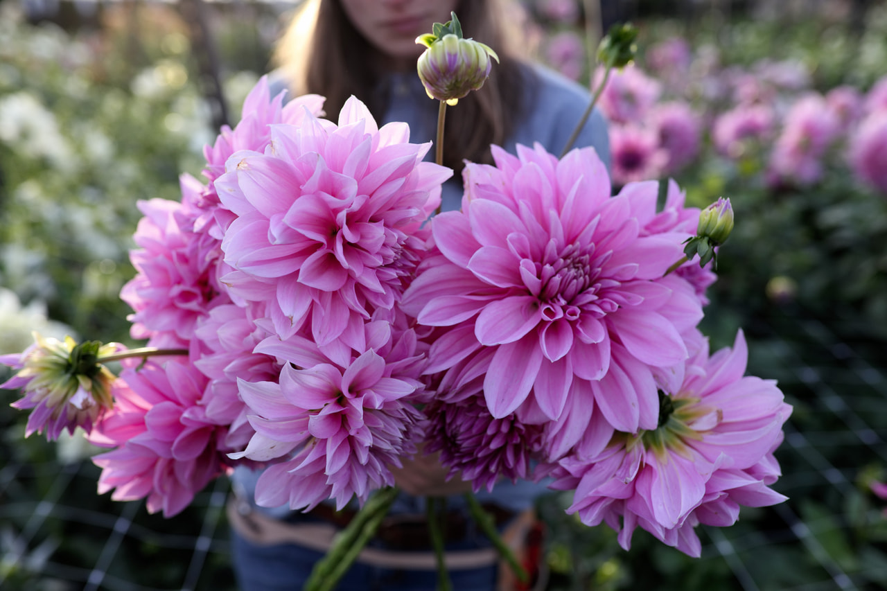 Daalia Lavender Perfection, Loukykvět