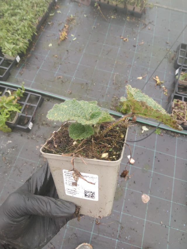 Salkoruusu Spotlight Radiant Rose - 23. 10. 2025