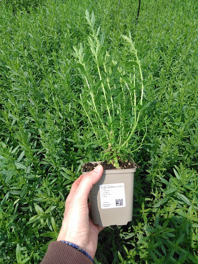 Hisopo Albus - 9. 6. 2025