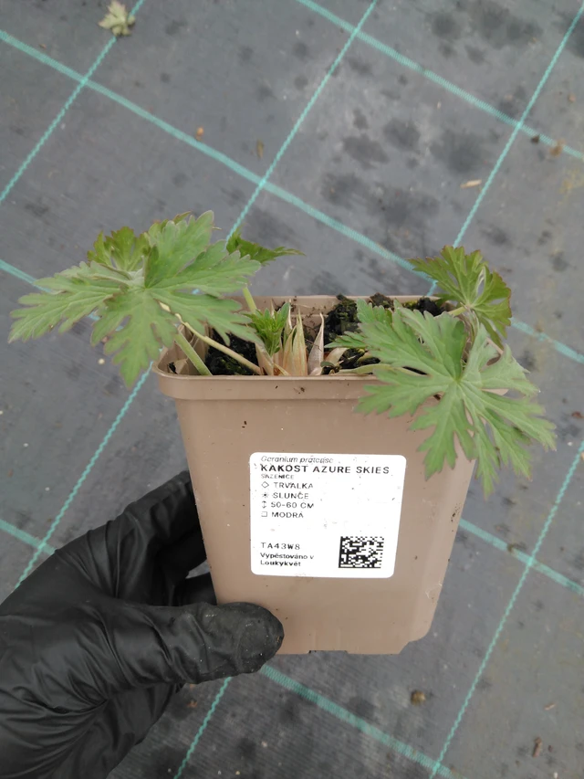 Kurjenpolvi Azure Skies - 1. 4. 2026