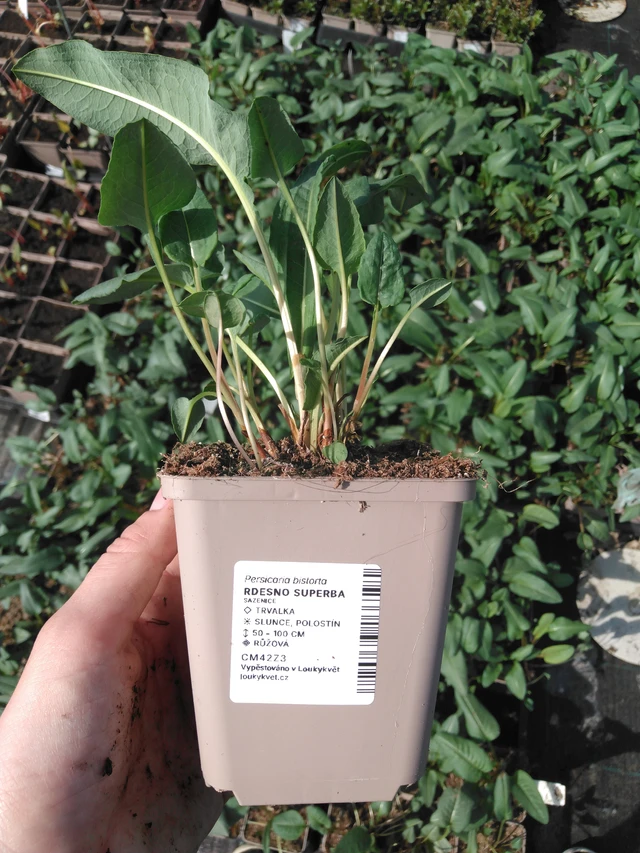 Konnantatar Superba - 2024