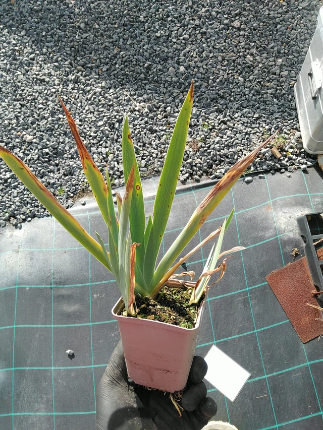 Kurjenmiekka Lime Fizz - 31. 10. 2025