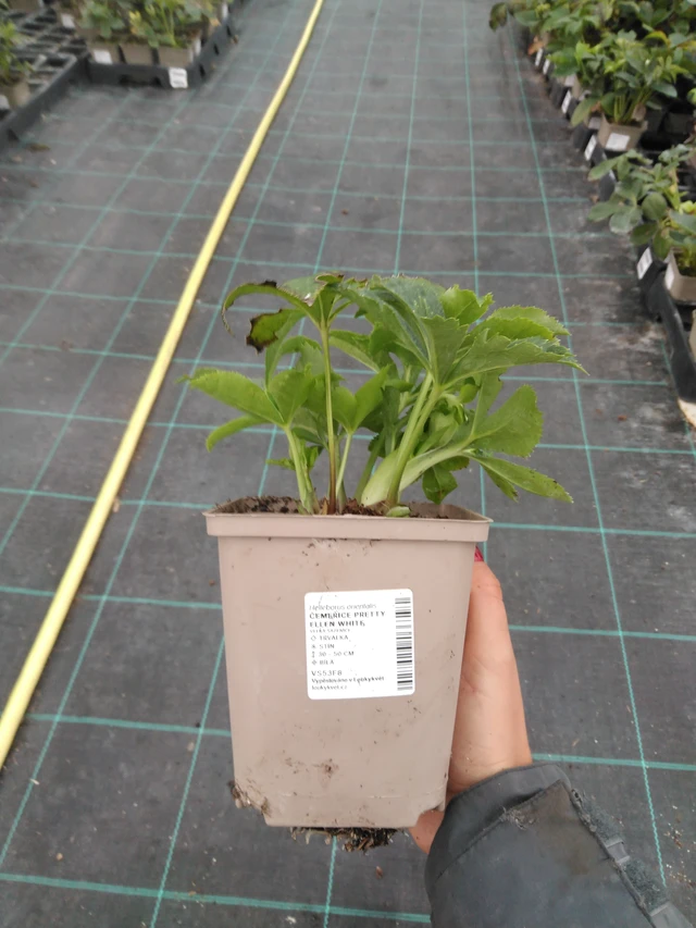 Jouluruusu Pretty Ellen White - 10. 9. 2025