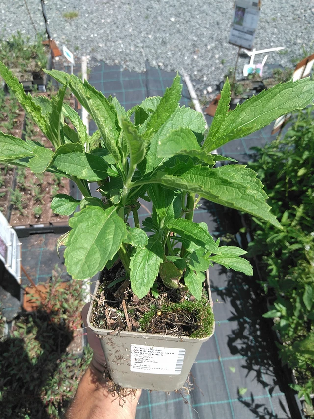 Verbena hastata White Spires - 24. 6. 2025