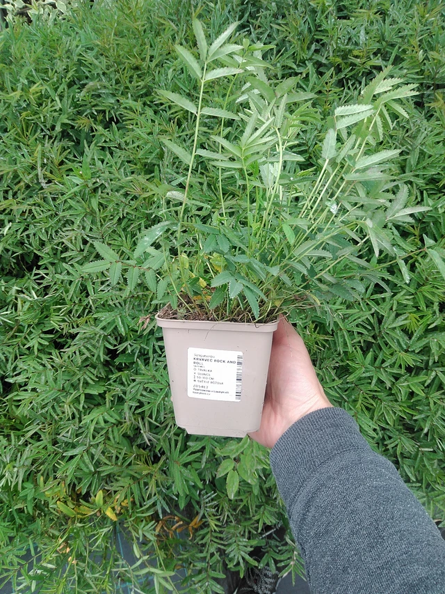 Luppio Rock and Roll - 9. 6. 2025