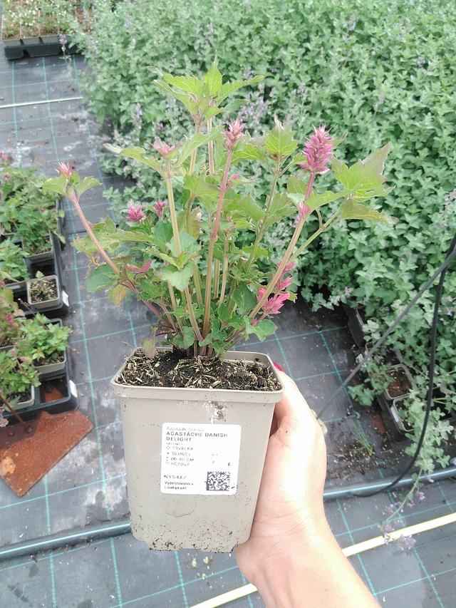 Agastache Danish Delight - 10. 9. 2025