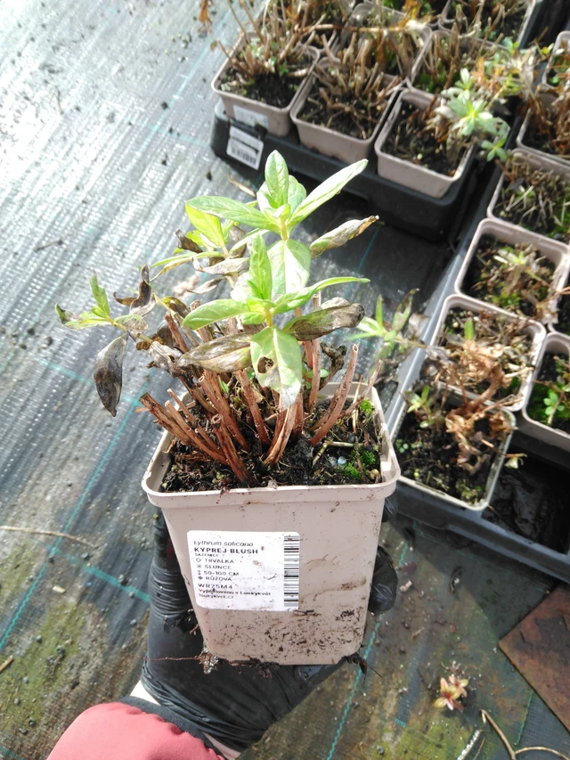 Rantakukka Blush - 23. 10. 2025