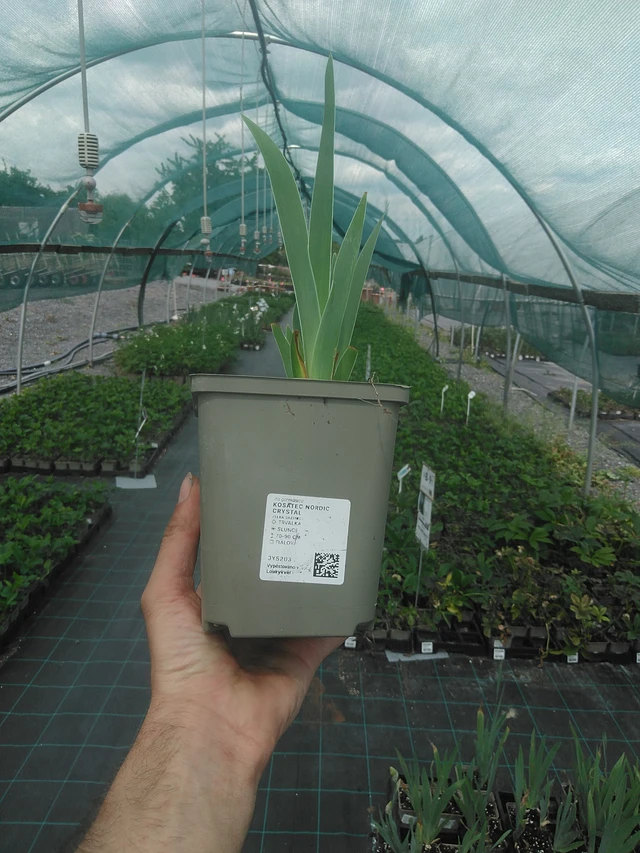 Iris Nordic Crystal - 2. 6. 2026