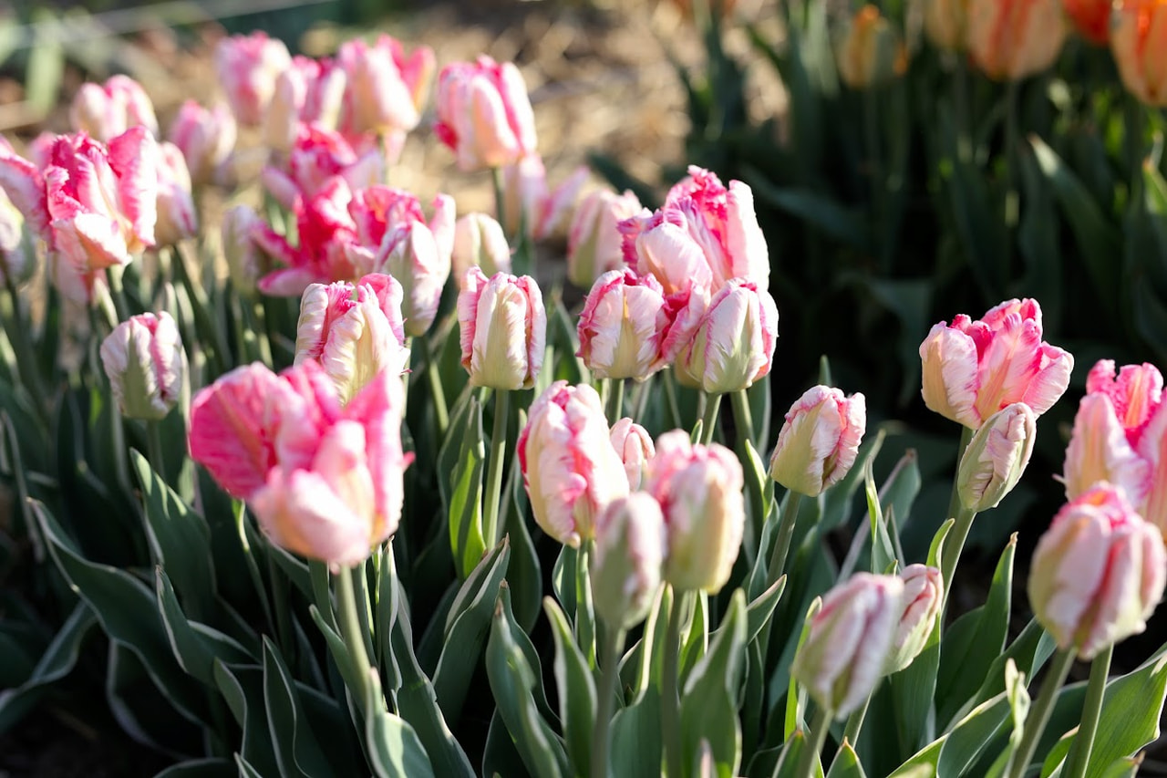 Tulppaani Silver Parrot, Loukykvět